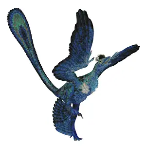 Genus: Microraptor reptile, side view on white background