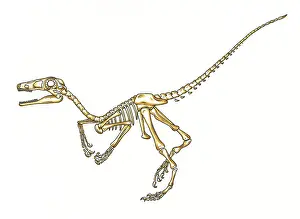 Microraptor: Microraptor skeleton