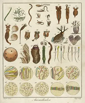 Sperm: Under the Microscope - 18th century
