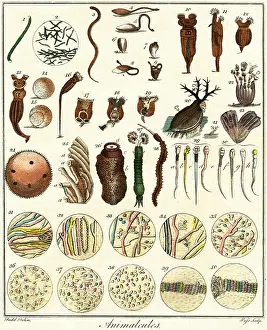 Sibly: MICROSCOPIC MARINE LIFE