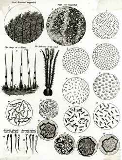 Sperm: MICROSCOPIC OBJECTS