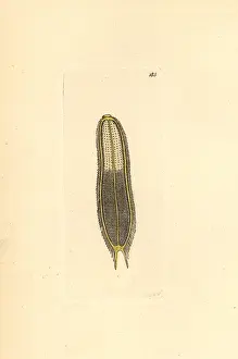 Scolopendra: Microscopic scolopendra, Scolopendra microscopia