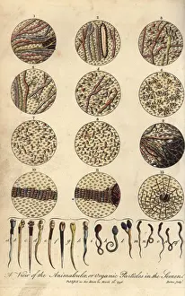 Barlow: Microscopic views of human spermatozoa in semen