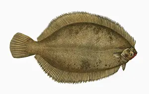 Lemon: Microstomus kitt, or Lemon Sole