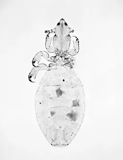 Arachnida: Microthoracius cameli, camel sucking louse