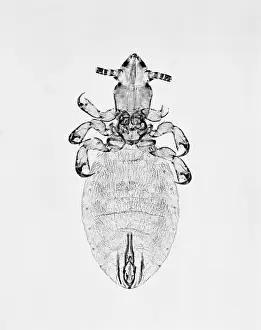 Arachnida: Microthoracius cameli, camel sucking louse