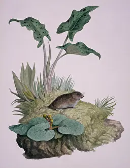 Macgillivray: Microtus agrestis, field vole