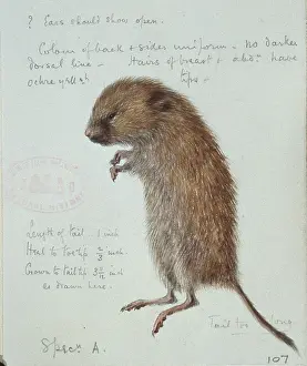 Rodentia: Microtus agrestis, field vole