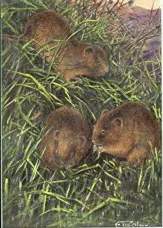 Rodentia: Microtus arvalis orcadensis, Orkney vole