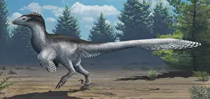 Contour: A mid-sized Cretaceous China deinonychosaur