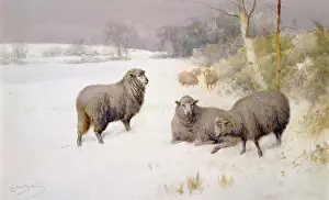 Bottomley: Mid-Winter ' sheep in snow