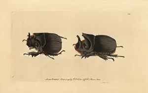 Midas: Midas beetle, Heliocopris midas