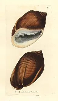 Elford: Midas's ear shell, Ellobium aurismidae