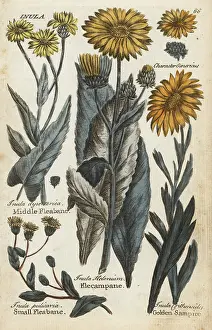 Principally: Middle fleabane, small fleabane, elecampane