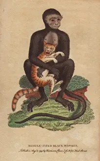Maurus: Middle-sized black monkey or langur, Cercopithecus maurus