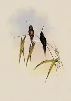 Hermit: Middle-Sized Hermit, PhaEothornis Intermedius