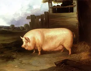 Trough: Middle White Sow