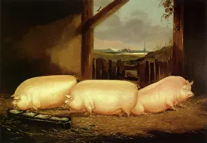 Trough: Three Middle White Sows
