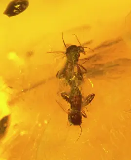 Midge: Midge in Baltic amber