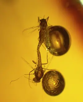 Midge: Midges in amber