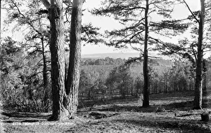 Midhurst: Midhurst Common Landscape