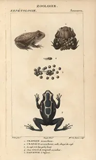 Tadpole: Midwife toad, Alytes obstetricans, tadpole