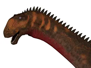 Titanosaur: Mierasaurus dinosaur head