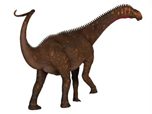 Titanosaur: Mierasaurus dinosaur, rear view