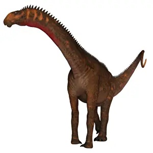 Titanosaur: Mierasaurus dinosaur on white background