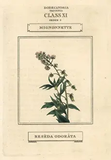 Odorata: Mignonette, Reseda odorata