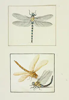 Botanic: Migrant Hawker (lower), Brown Hawker (upper)