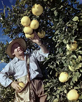 Grapefruit: Migrant Worker Picking Fruit