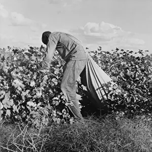 Optimal: Migratory field worker picking cotton for ?
