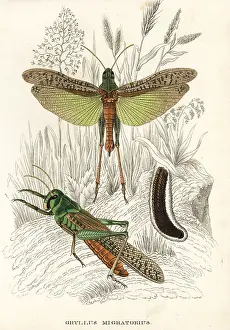 Bildersaal: Migratory locusts and eggs, Locusta migratoria