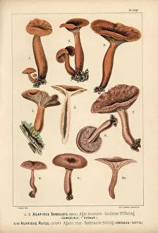 Rufous: Mild milkcap, Lactarius subdulcis, edible