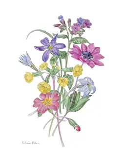 Fulgens: The Mild Spring ? flower design