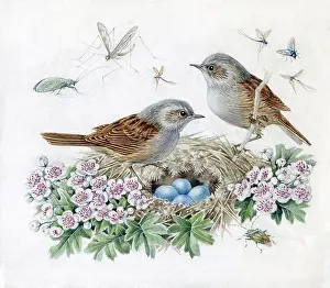 Mildred: Mildred Eldridge - In My Garden