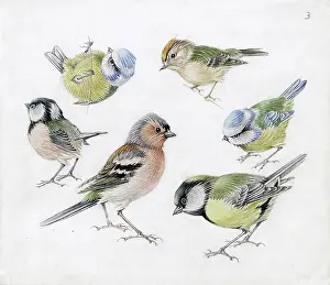 Mildred: Mildred Eldridge - In My Garden