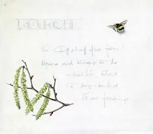Mildred: Mildred Eldridge - In My Garden
