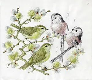 Mildred: Mildred Eldridge - In My Garden