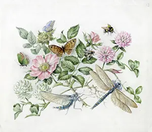 Mildred: Mildred Eldridge - In My Garden