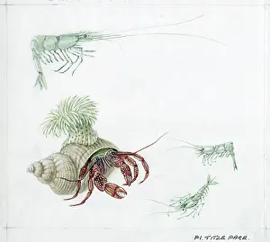 Elsie: Mildred Eldridge - The Sea Shore