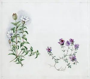 Elsie: Mildred Eldridge - The Sea Shore