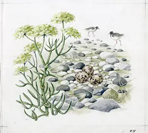 Elsie: Mildred Eldridge - The Sea Shore