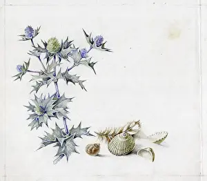 Elsie: Mildred Eldridge - The Sea Shore
