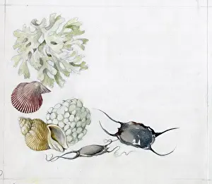 Elsie: Mildred Eldridge - The Sea Shore