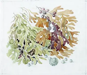Elsie: Mildred Eldridge - The Sea Shore