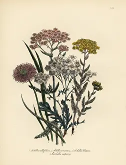 Perennials: Milfoil and Marshallia species