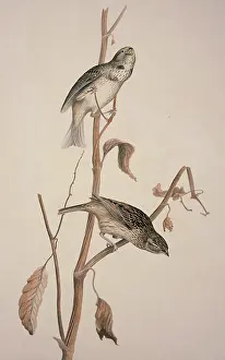 Mays: Miliaria calandra, corn bunting