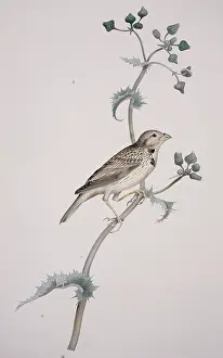 Mays: Miliaria calandra, corn bunting